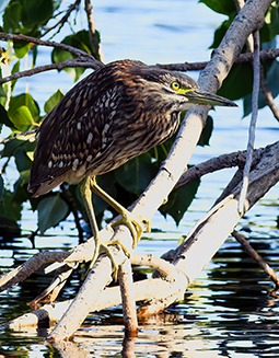Night heron at one of the ponds of Redman Bluff Wetlands at Grampians Paradise Camping and Caravan Parkland